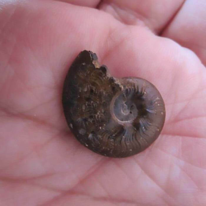 Like Millions Of Years Old Ammonite Mollusc Fossil - Unique Gift by Copernicus Toys