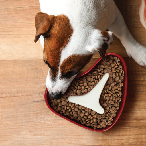 Slow Food Dog Bowl