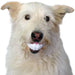 Humunga Chomp Dog Fetch Toy - Moody Dog