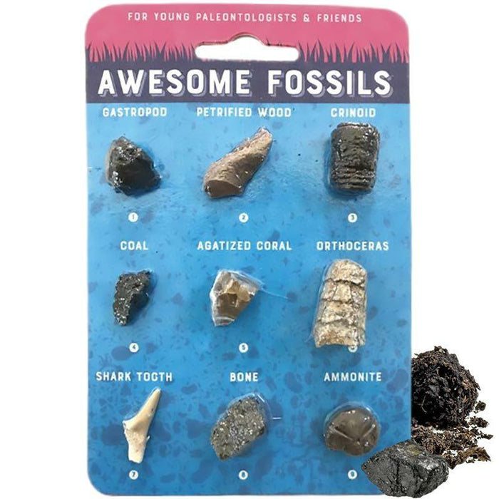 Awesome Fossil Collection - Unique Gift by Copernicus Toys