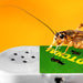 Hide A Bug Cricket Noise Maker Prank - Unique Gift by Exclusive