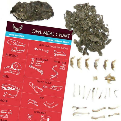 Owl Puke Pellet - See What They Had For Dinner - Unique Gift by Copernicus Toys